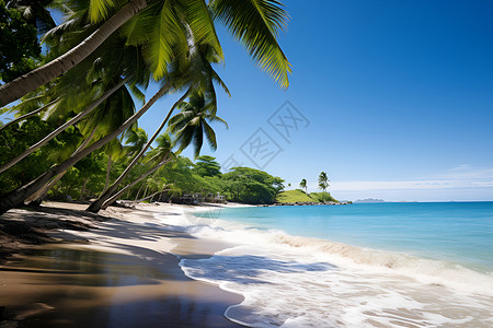 热带海滩上的椰子树背景图片