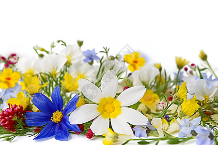 植被和白色花卉白色背景中的花卉背景