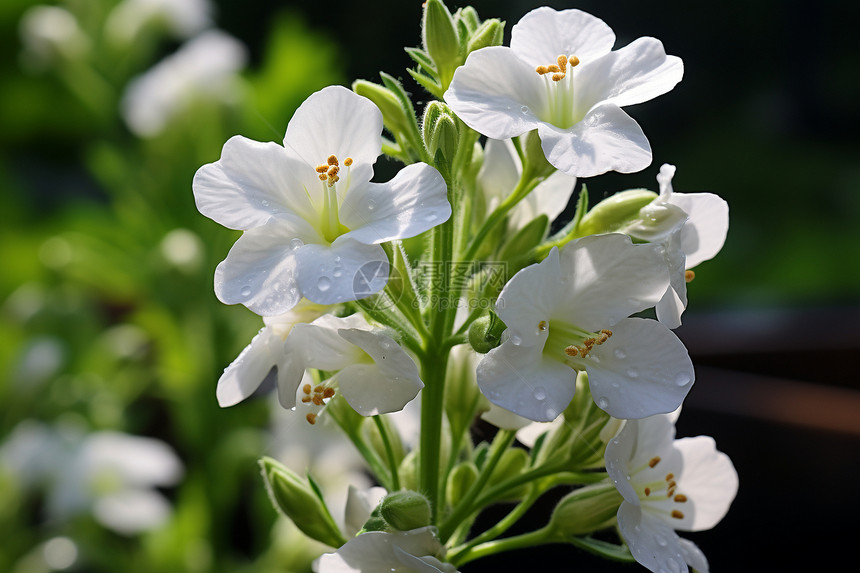 清新雅致的白色花朵图片