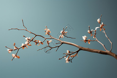 春季绽放的花苞背景图片