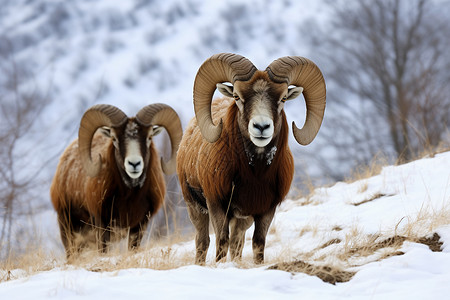 冬季雪山中的野生大角羊高清图片
