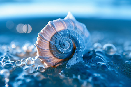 美丽的海滩生物高清图片