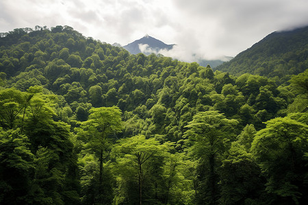 郁郁葱葱的热带丛林景观高清图片