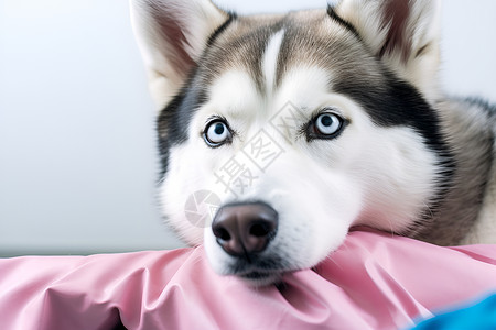 粉色毯子上的狗背景图片