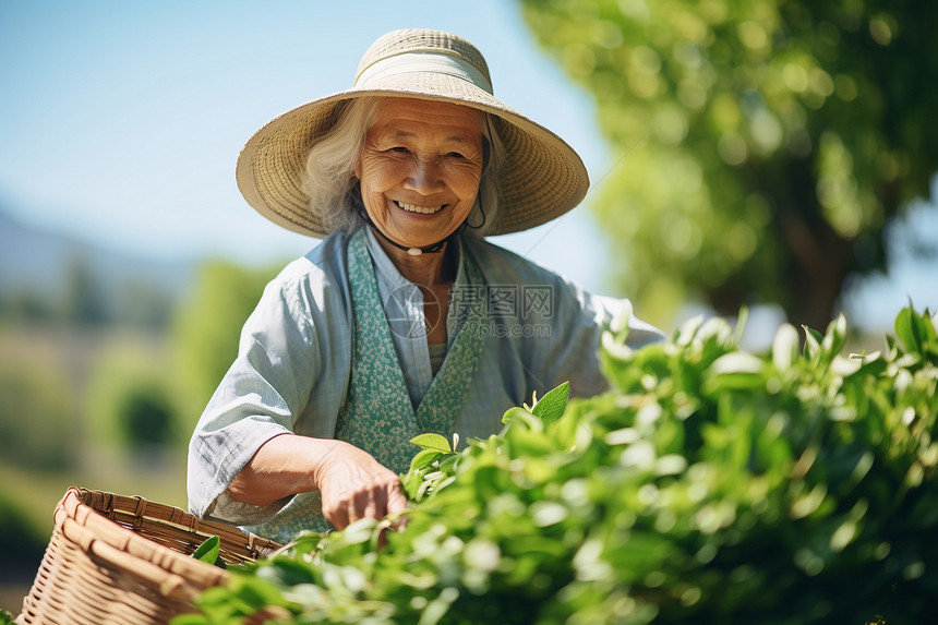 茶园中采摘的老年女性图片