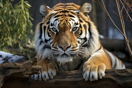 凶猛的野生老虎背景图片