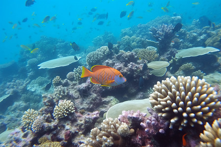 海底下美丽的珊瑚背景