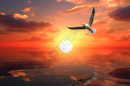 户外飞翔的海鸥背景图片