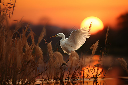 日落芦苇丛里的水鸟背景图片