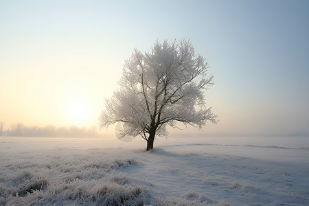 冰雪中的孤树背景图片