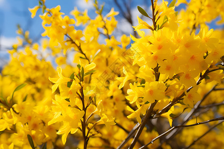 阳光下的黄色花朵背景图片