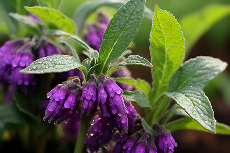 雨后的紫色花朵背景图片