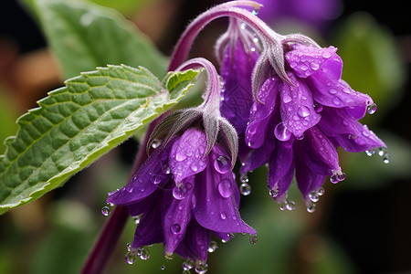 紫花上的水滴背景图片