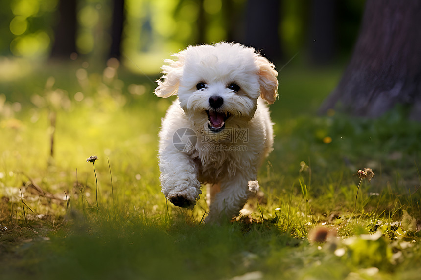 小狗在草地上奔跑图片