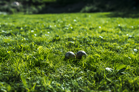 草地上的两颗小球背景图片