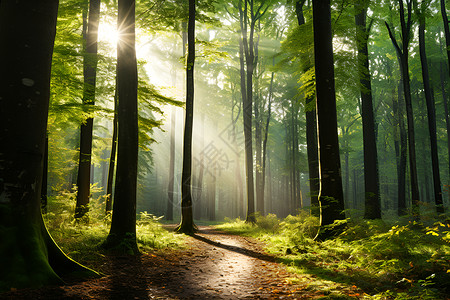 树林中的阳光小路背景图片