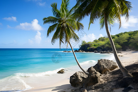 海滩岩石上的棕榈树背景图片