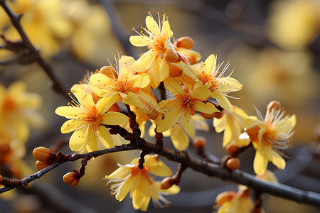 枝头绽放的黄花背景图片