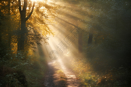 林间小径上阳光穿过树林高清图片