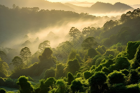 云雾缭绕的的山林背景图片