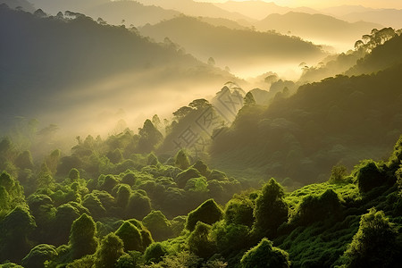 阳光下的山林背景图片