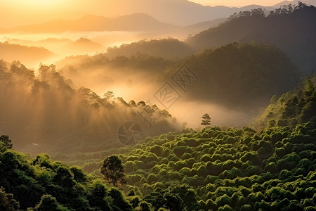 黄昏的山林背景图片