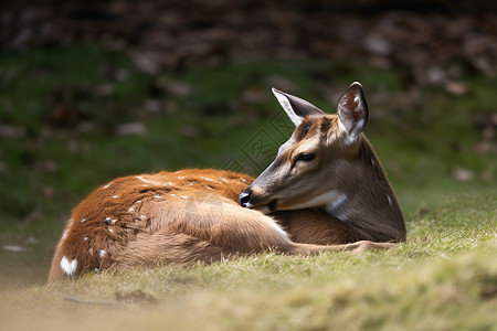 休息的鹿草地上一只鹿在休息背景