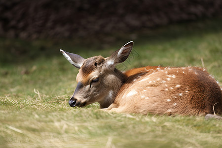 哺乳小鹿麋鹿悠然午睡背景