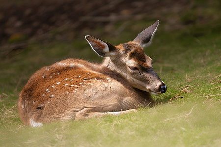 悠然午睡的小鹿高清图片