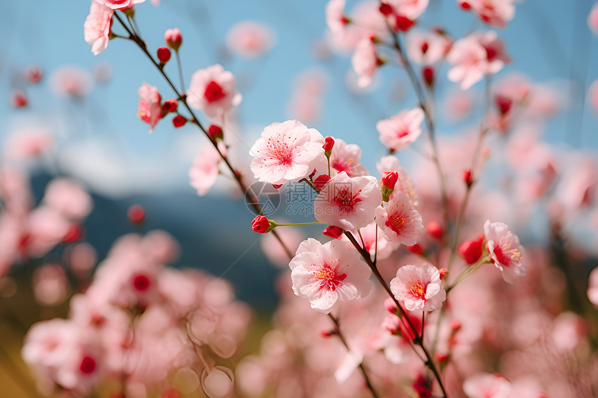 树枝上的粉色野花图片