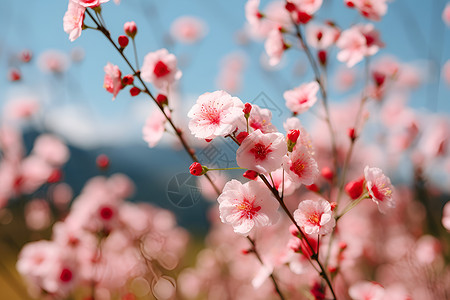 树枝上的粉色野花背景图片