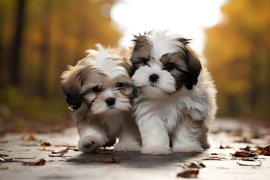 落叶路上的两只小狗图片