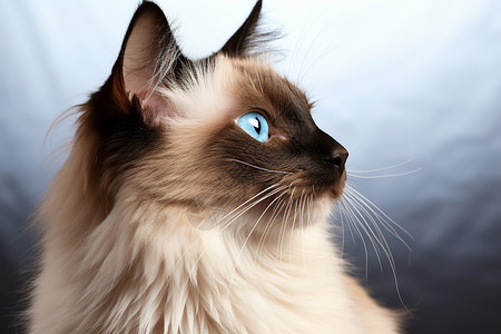 可爱的暹罗猫背景图片