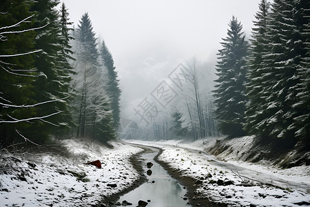 雾中雪景背景图片