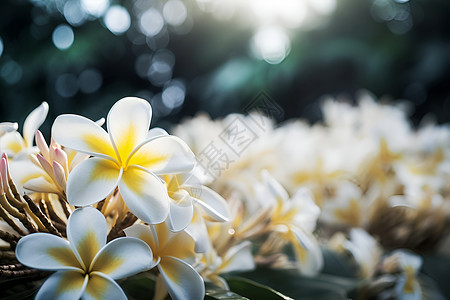 黄白相间的花朵背景图片