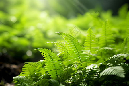 阳光洒在蕨类植物上背景图片