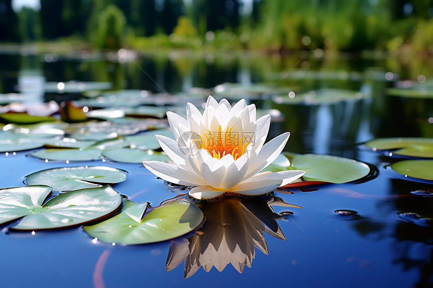 湖上的莲花图片