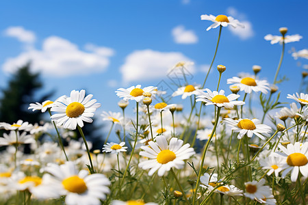 草地里的小白花背景图片