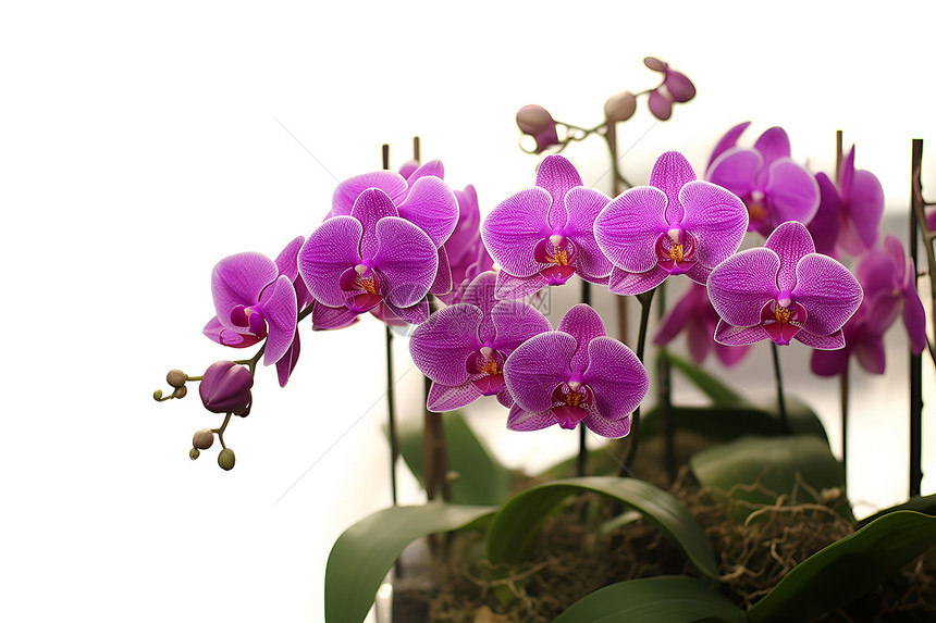 室内漂亮的紫色花朵图片