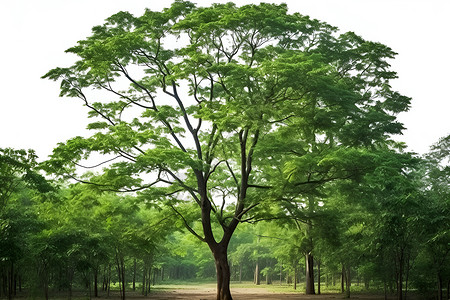 户外翠绿的大树背景图片