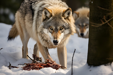 森林中的野生狼只背景图片