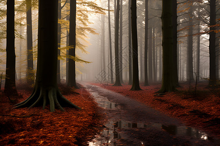 秋季的森林落叶背景图片
