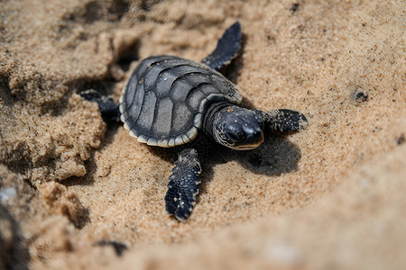 小海龟沙滩中一只小乌龟背景