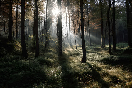 一缕阳光打在森林的一缕阳光背景