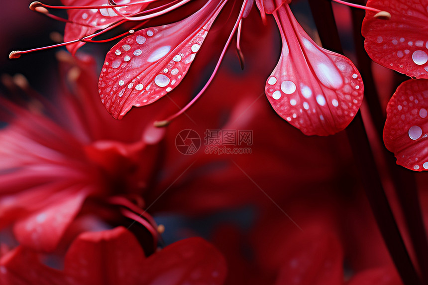 美丽绽放的红蛛娇花海图片