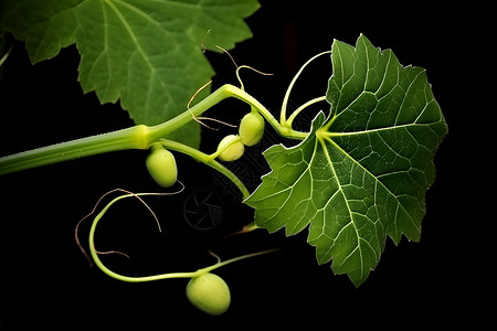 藤曼植物植物叶子上的浆果背景