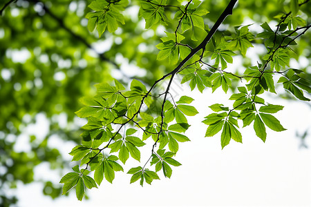 夏日绿意树叶背景图片