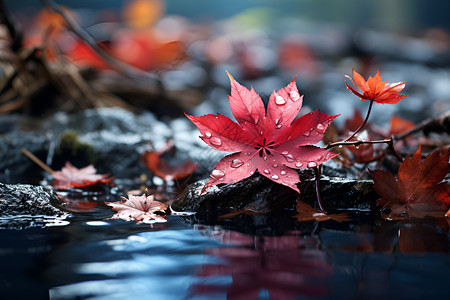 枫叶漂浮水面背景图片