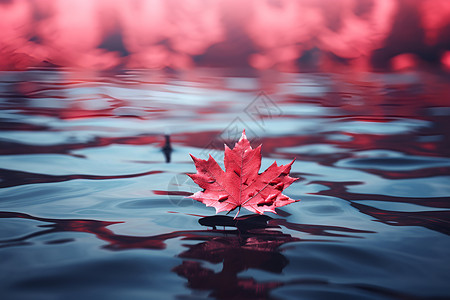 树叶漂浮在水上漂浮在水上的红枫叶背景