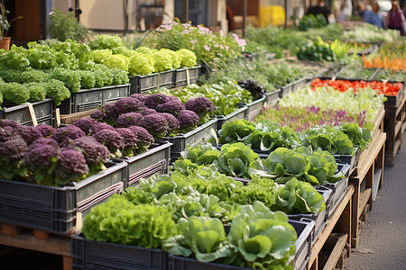 盆栽蔬菜货架陈列的植物背景